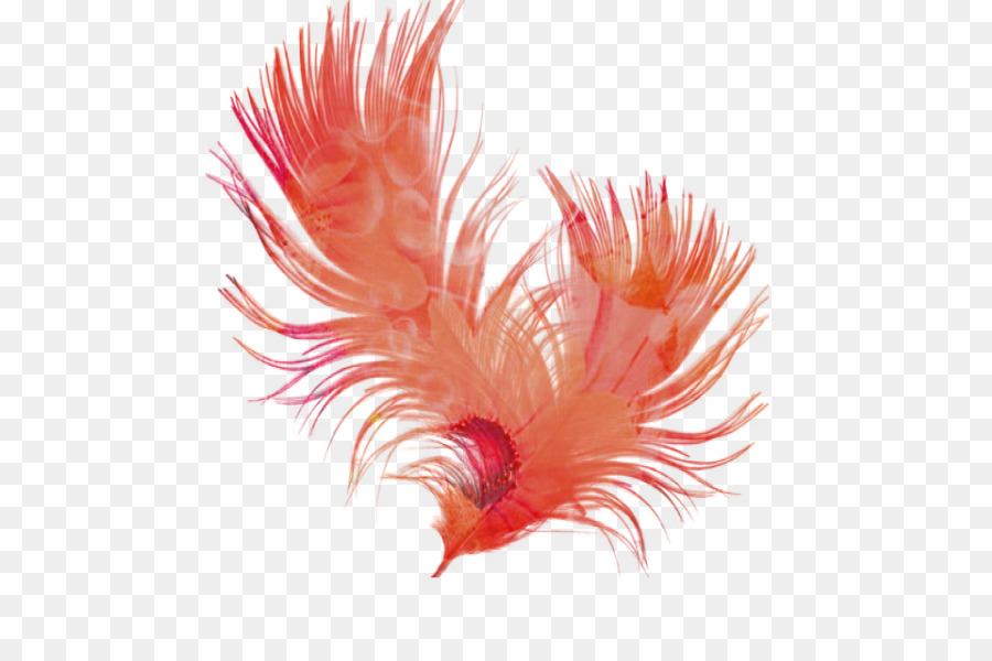 Pluma，Negro PNG