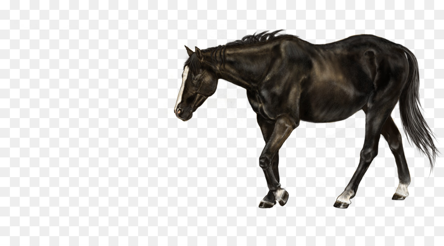 Caballo，Potro PNG