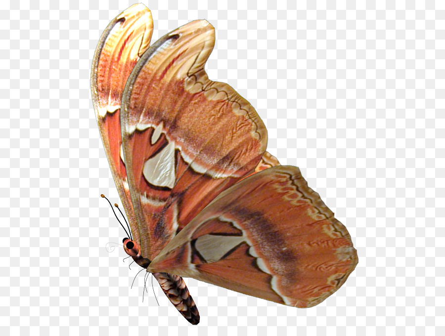 Mariposa，Alas PNG