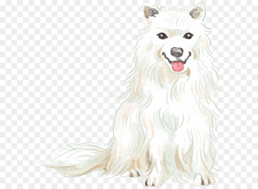 Canadiense Perro Esquimal，American Eskimo Dog PNG