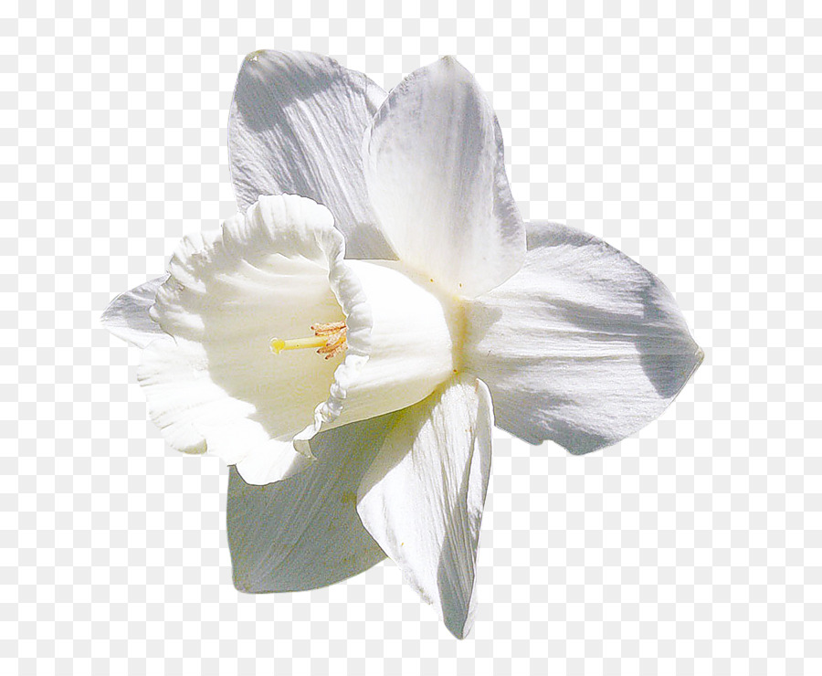 Amarilis，Jersey Lily PNG