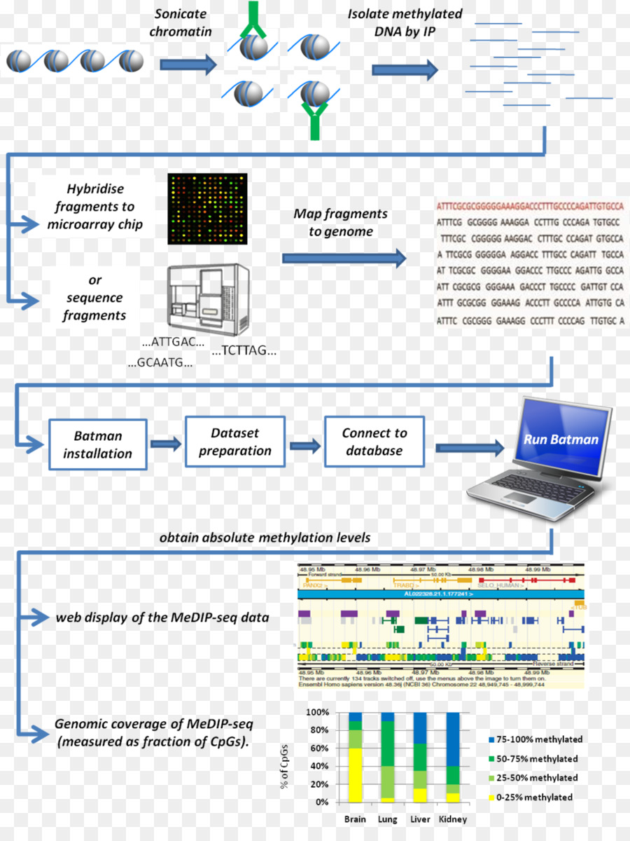 La Investigación，La Metilación Del Adn PNG