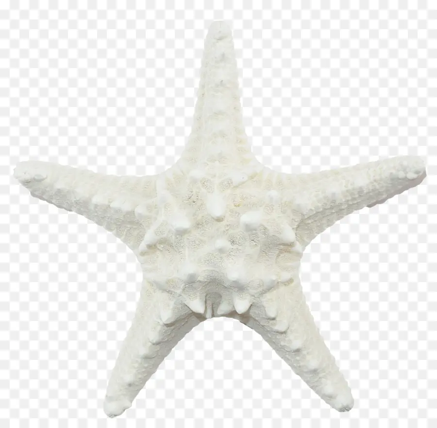 Estrella De Mar，Vida Marina PNG