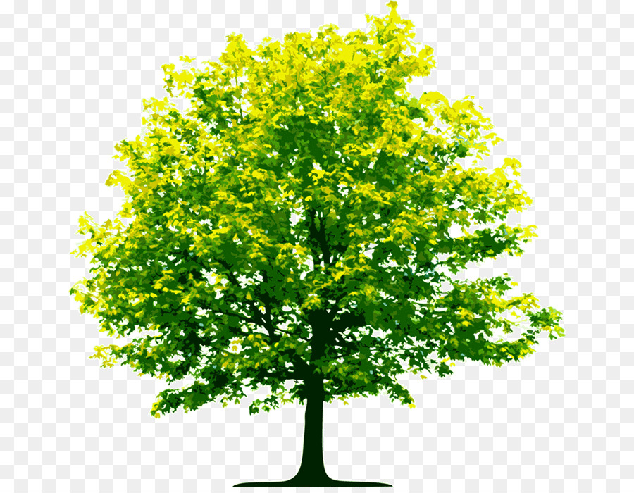 Árbol，Negocio PNG