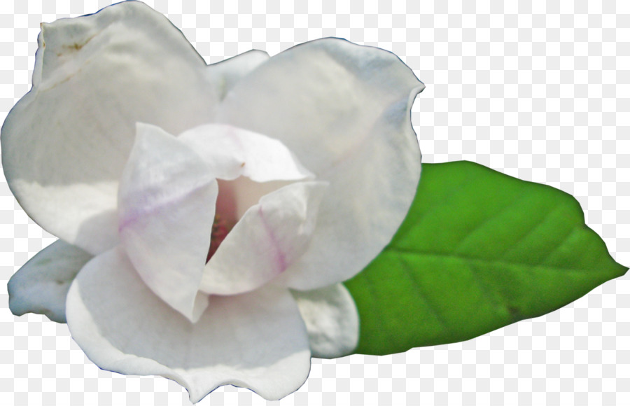 Descargar，Flor PNG