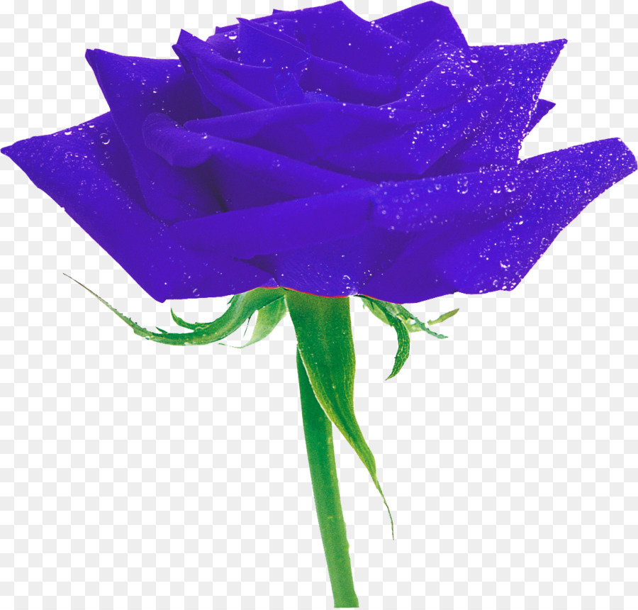 Las Rosas De Jardín，Rosa Azul PNG