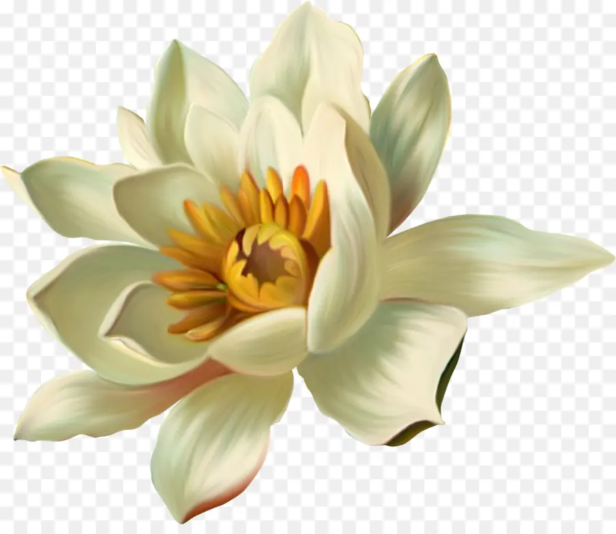 Nelumbo，Postscript Encapsulado PNG