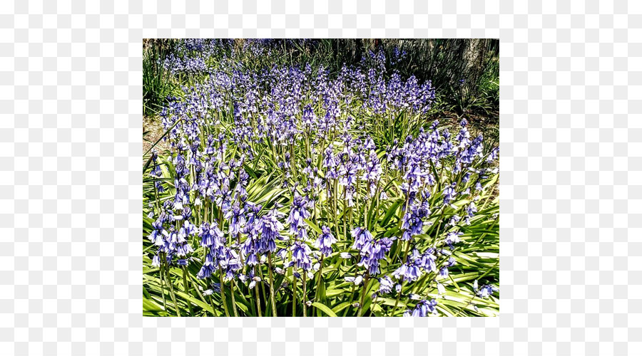 Inglés Lavanda，Lavanda PNG