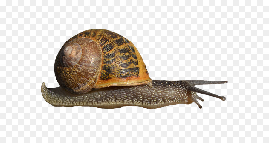 Caracol，Gasterópodos PNG