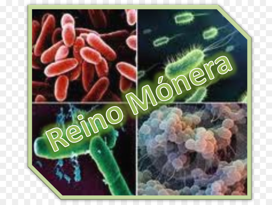 Monera，Bacterias PNG