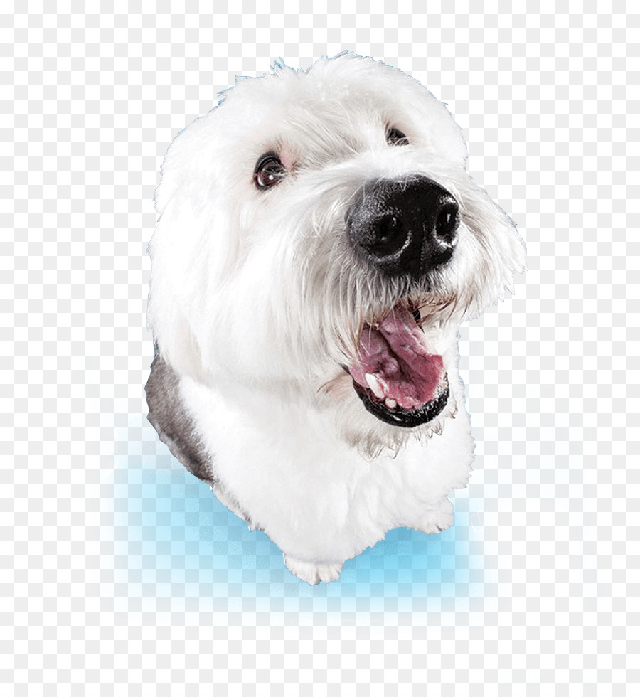 Perro Maltés，Havanese Perro PNG