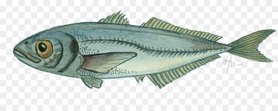 La Caballa，Los Productos De Pescado PNG