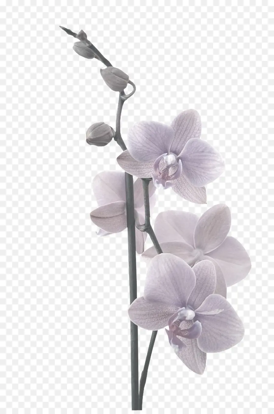 Orquídeas De Polilla，Adhesivo PNG