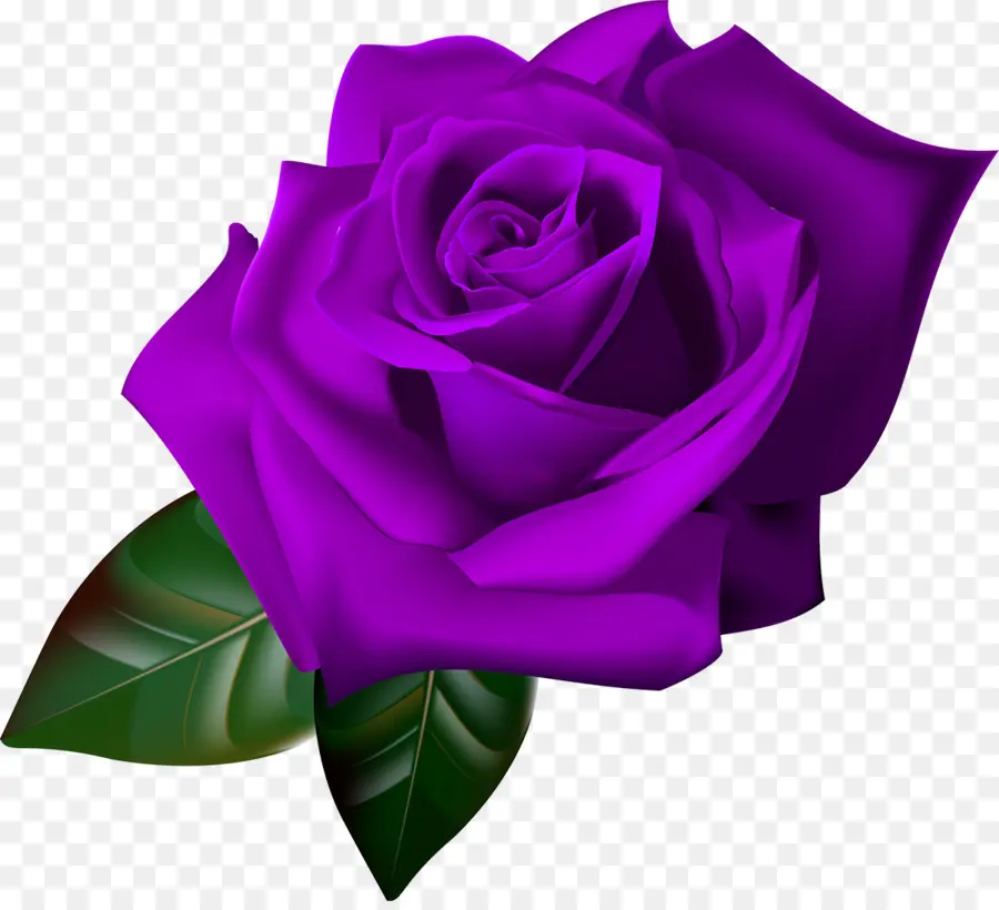 Rosa Morada，Florecer PNG