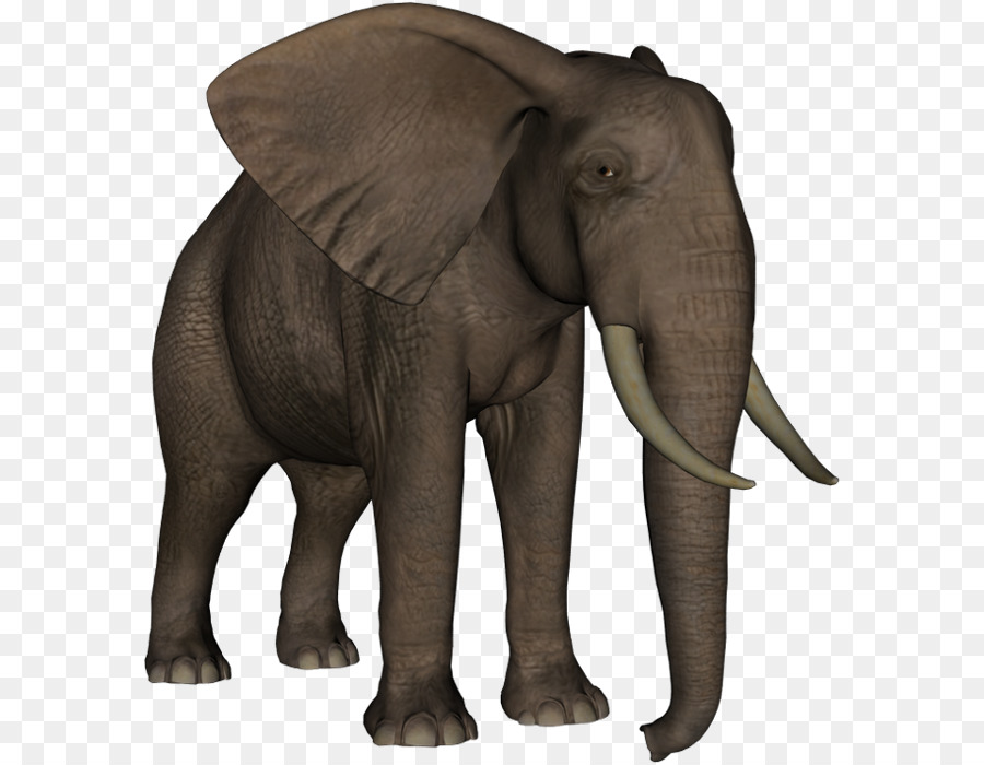 Elefante Indio，El Elefante Africano PNG