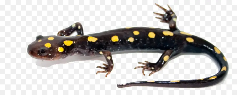 Rana，Salamandra PNG