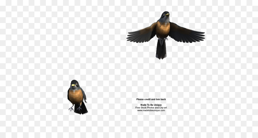 Pato，Europea Robin PNG