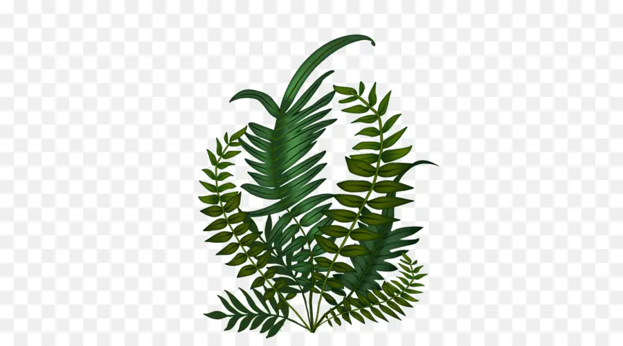 Helecho，Tallo De La Planta PNG