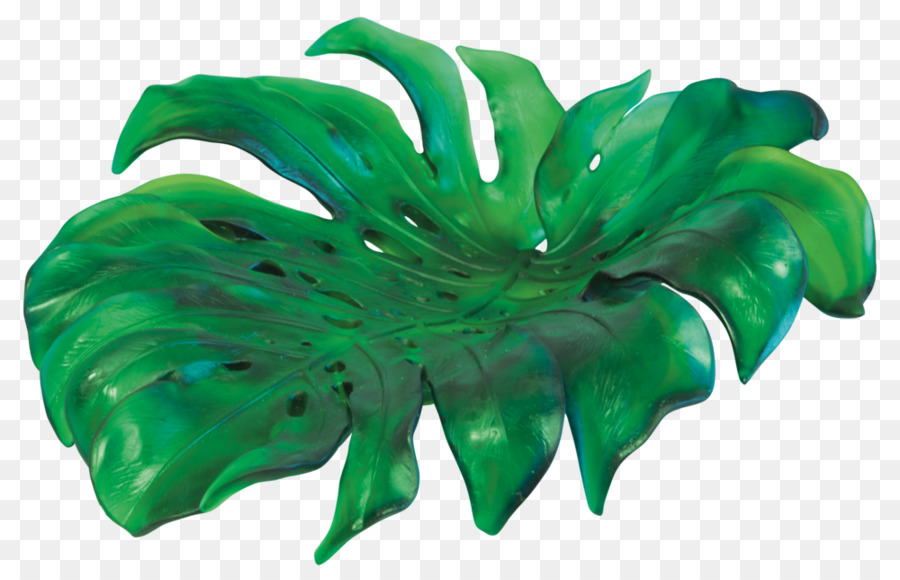 Queso Suizo Planta，Florero PNG