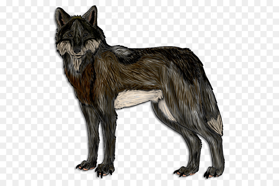 Lobo Gris，Coyote PNG