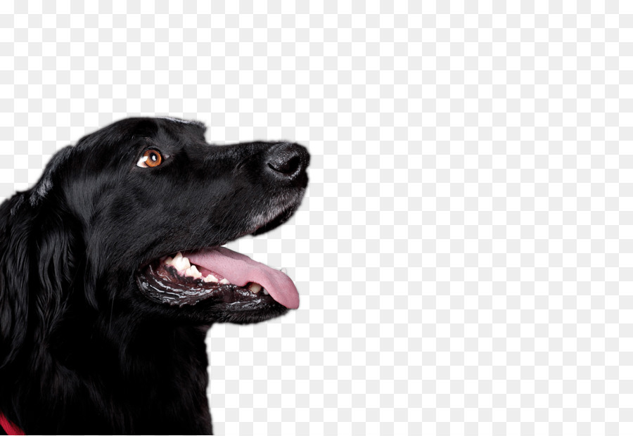 Flatcoated Retriever，Labrador Retriever PNG