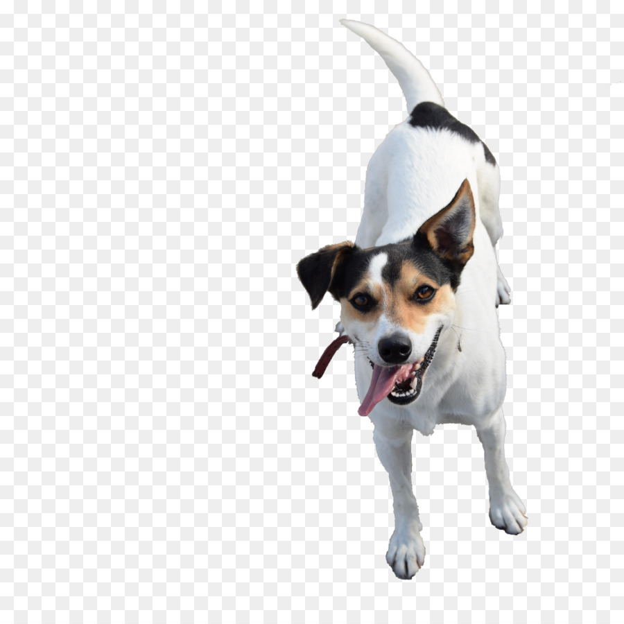 Raza De Perro，Fox Terrier Miniatura PNG