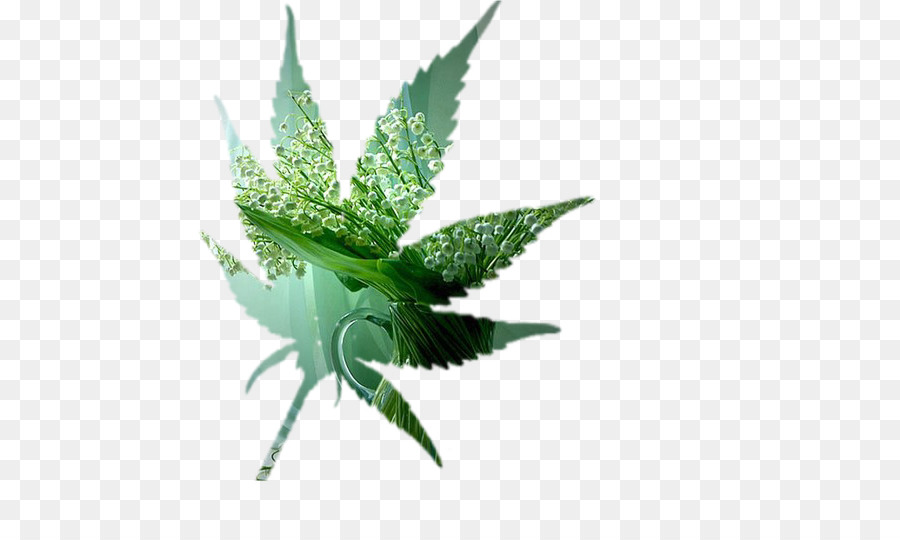 El Cannabis，Hoja PNG