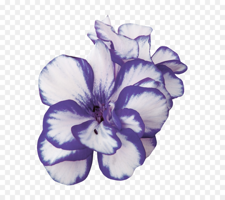 Flor Morada，Florecer PNG