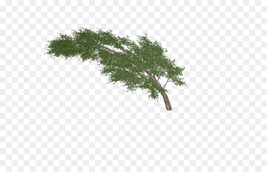 Pegatina，árbol PNG