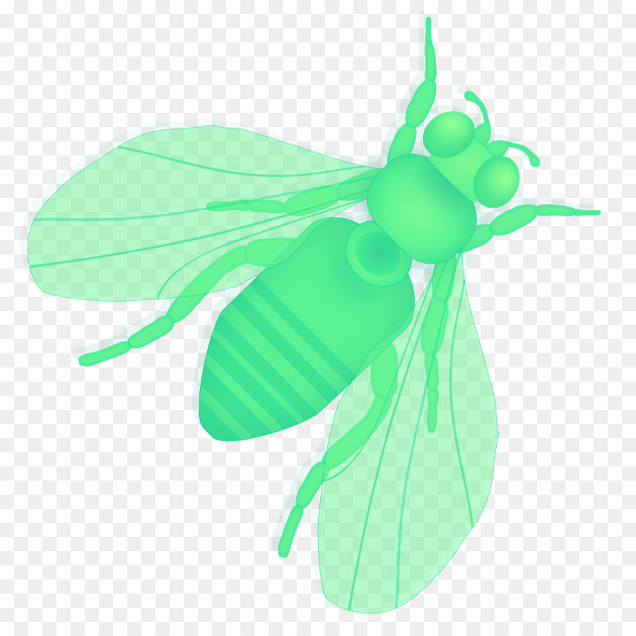 Insecto，Hoja PNG