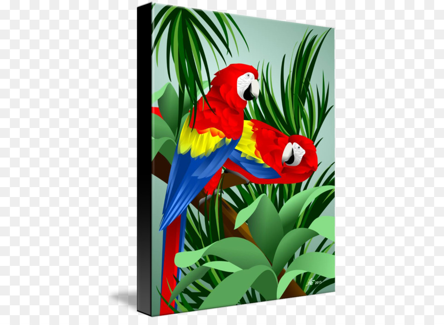 Guacamayo，Manta PNG