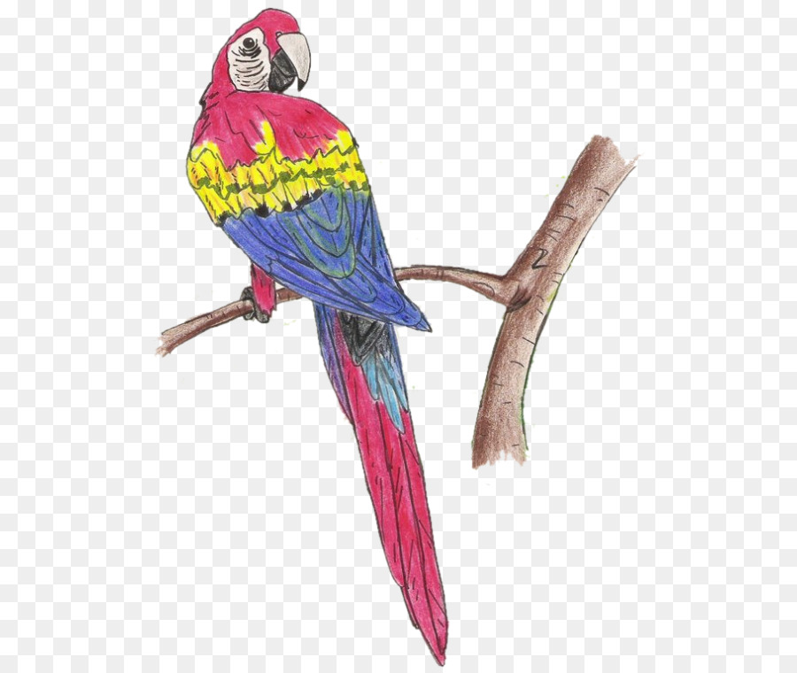 Aves，Guacamayo PNG