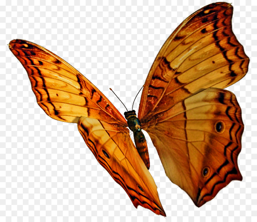 La Mariposa Monarca，Mariposa PNG