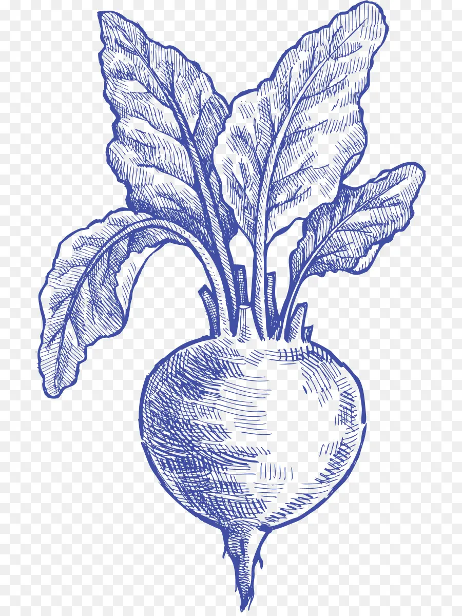 Vegetal，Dibujo PNG