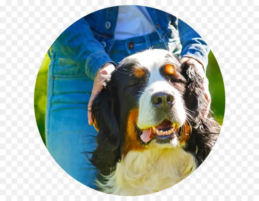 Springer Spaniel Inglés，Perro De Montaña Bernés PNG