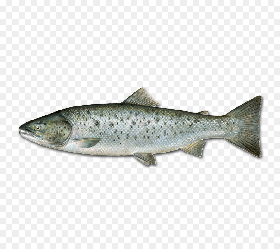 Sardina，El Salmón Coho PNG