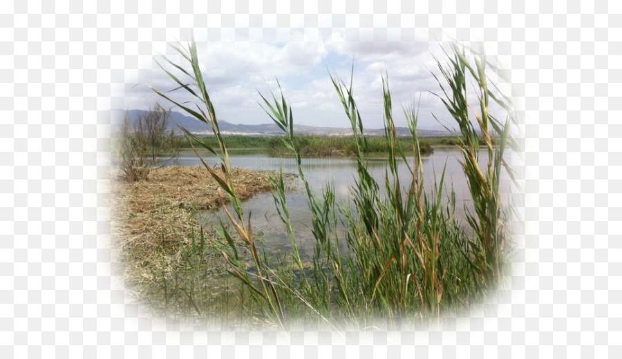 Cañas Por Agua，Cañas PNG