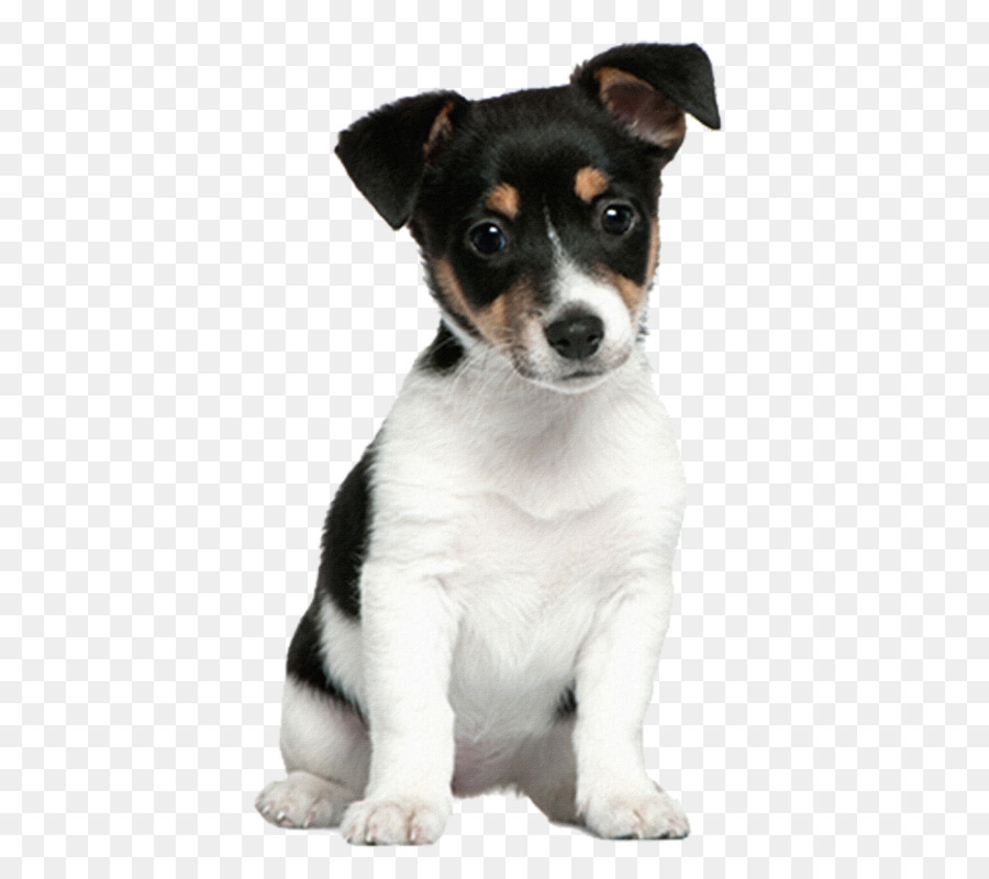 Jack Russell Terrier，Cachorro PNG