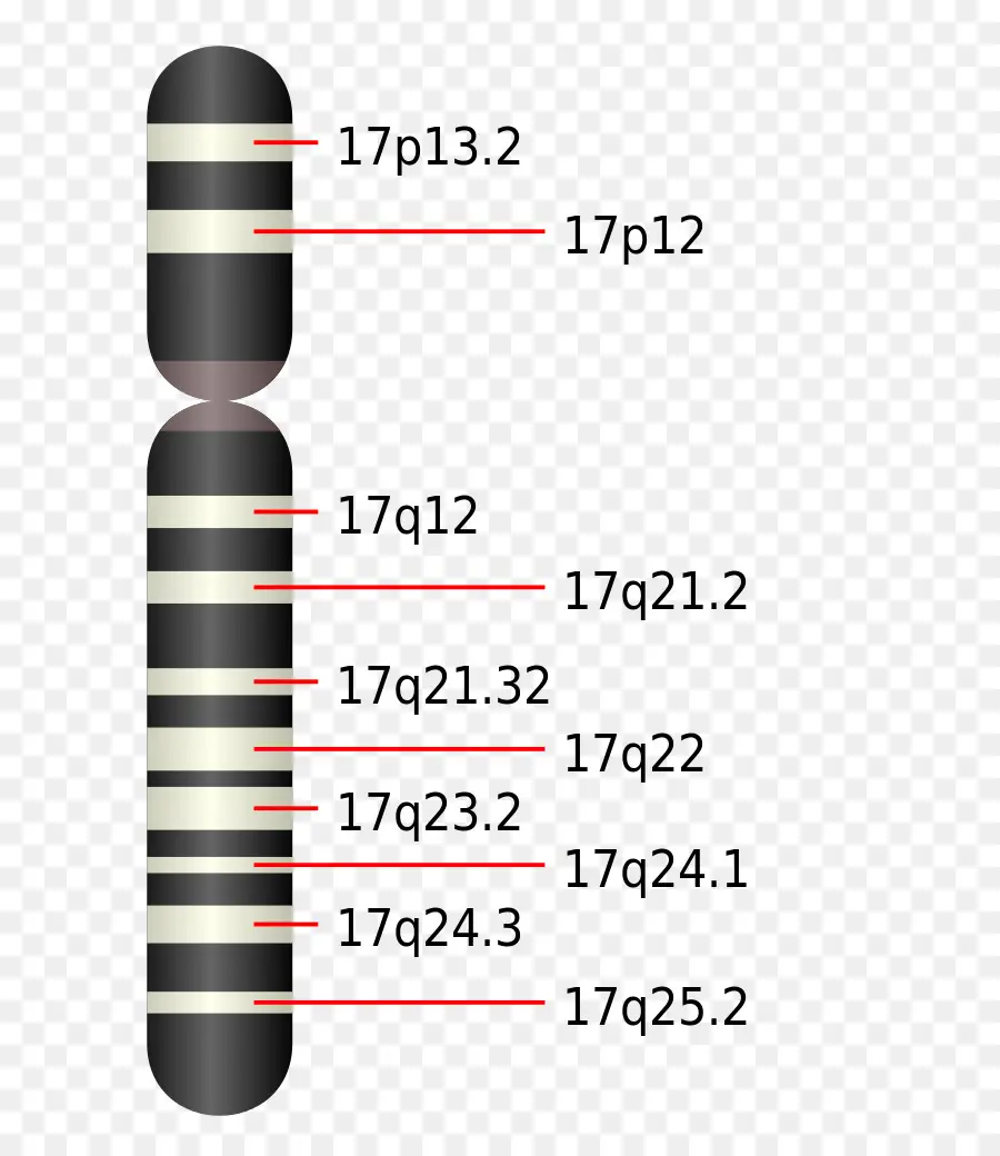 El Cromosoma，El Cromosoma 17 PNG