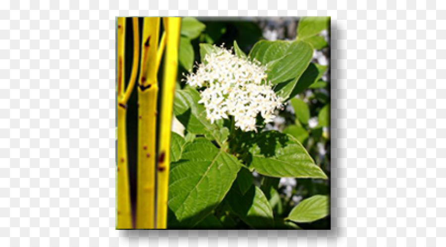 Blanco Cornejo，Rojo Mimbre Cornejo PNG