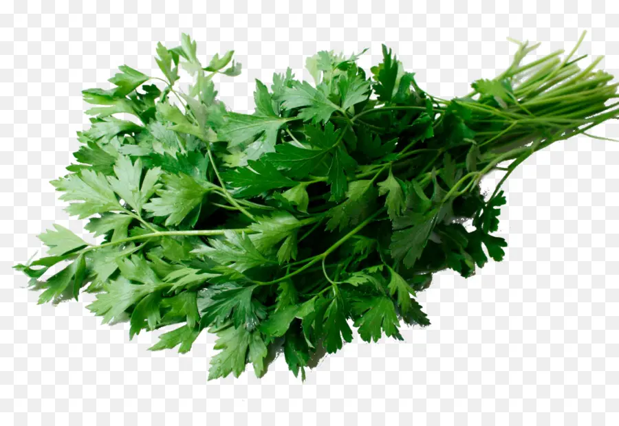 Cilantro，Relleno PNG