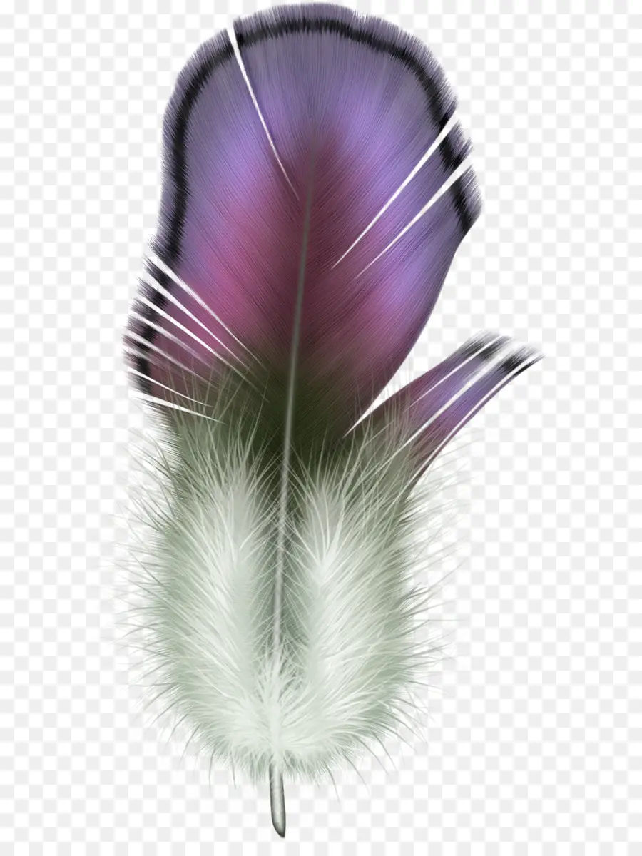 Pluma Verde Y Morada，Suave PNG