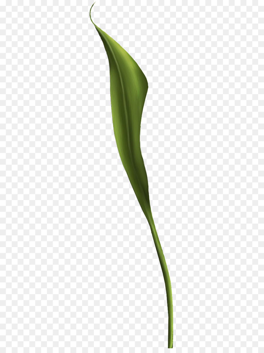 Arum Lirios，Arumlily PNG