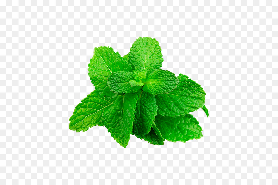 Mentha Spicata，Menta PNG