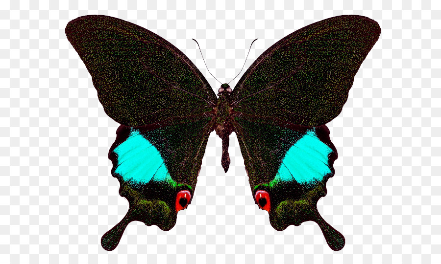 Mariposa，Insecto PNG