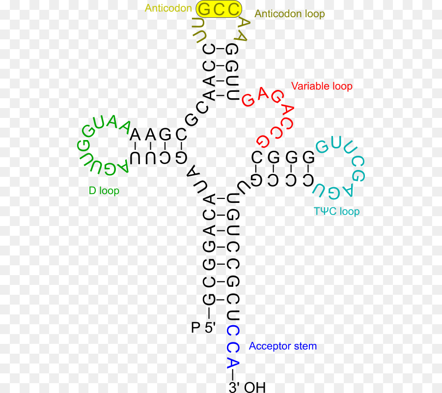 Estructura Del Arnt，Molécula PNG