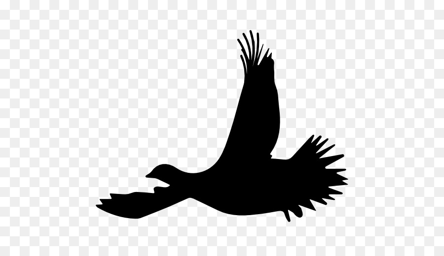 Aves，Vuelo PNG