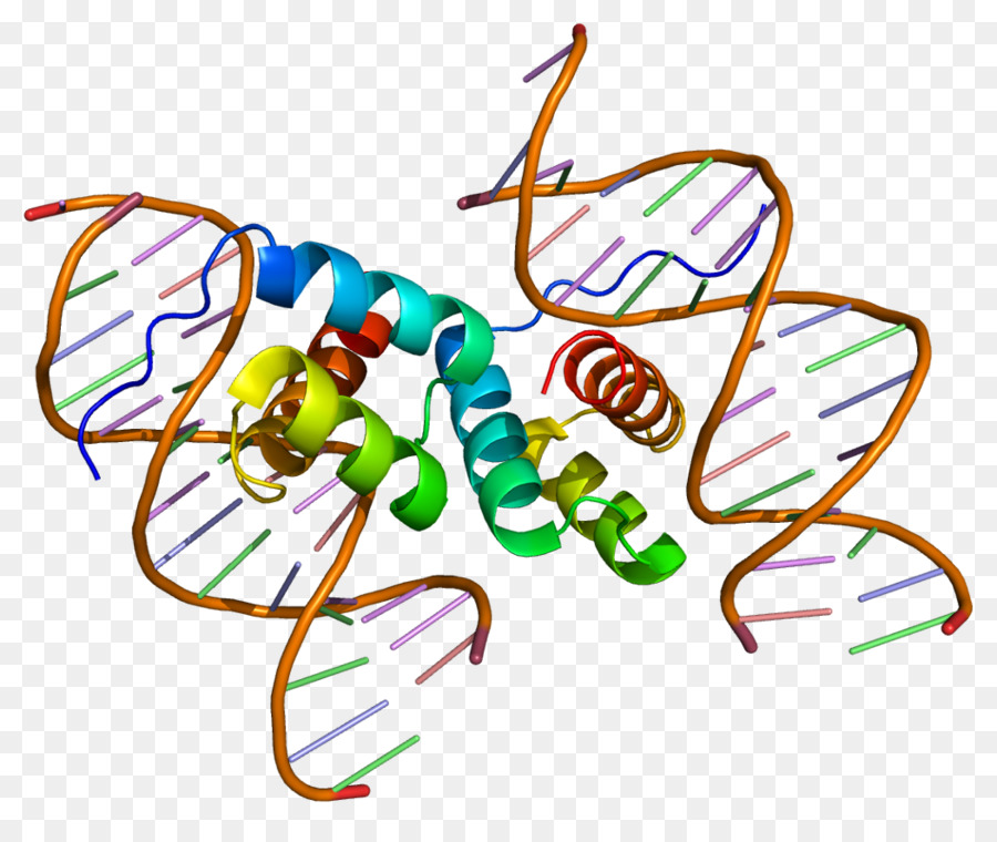 Proteína，Homeobox PNG