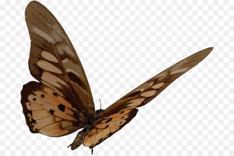 Brushfooted Mariposas，Gossamerwinged Mariposas PNG