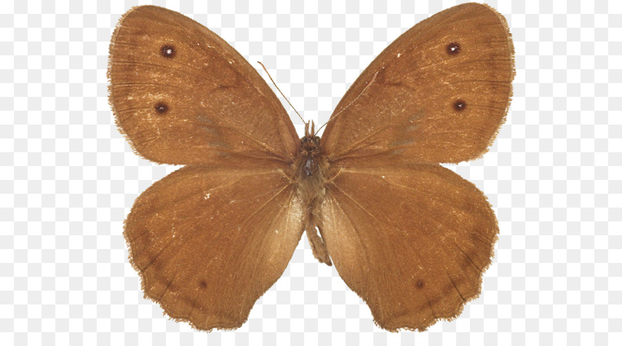 Brushfooted Mariposas，Gossamerwinged Mariposas PNG